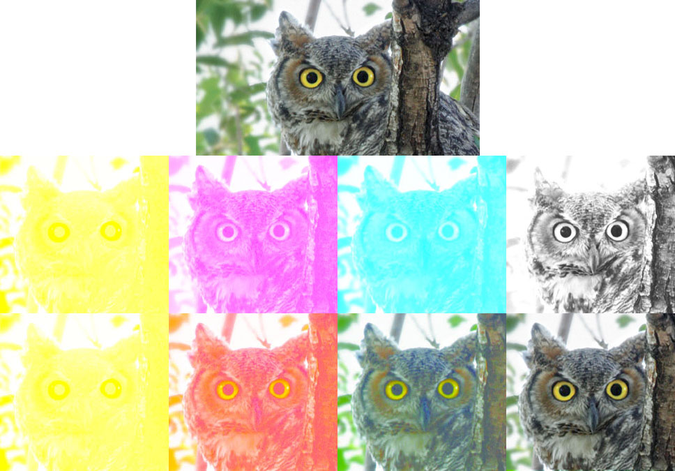 CMYK_Example_owl
